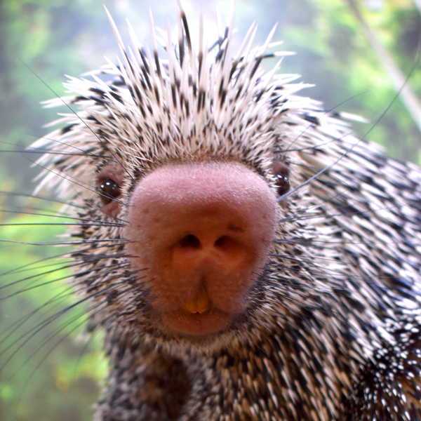 Prehensile-tailed porcupine