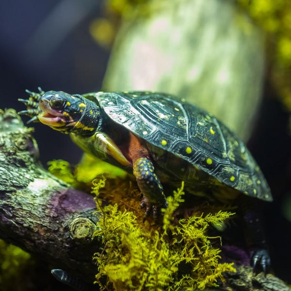 Spotted Turtle