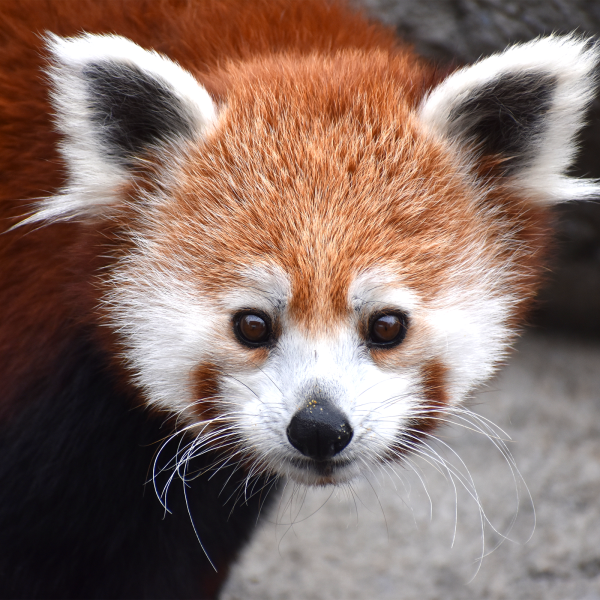 Red panda