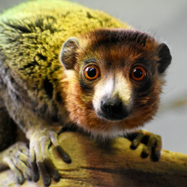 Mongoose lemur