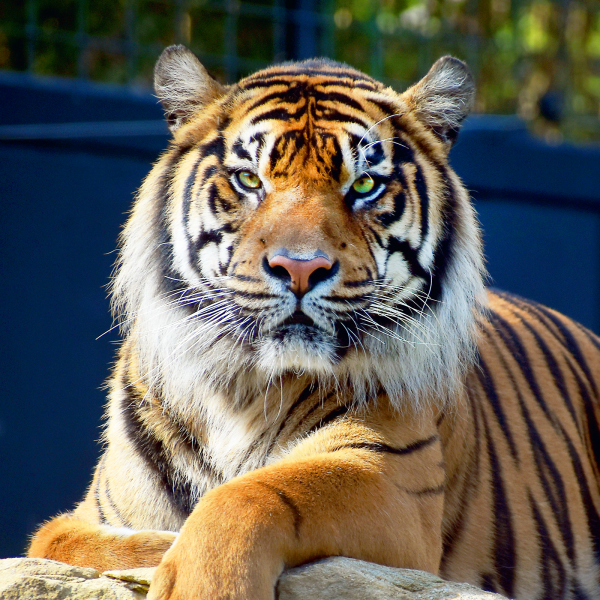 Sumatran Tiger