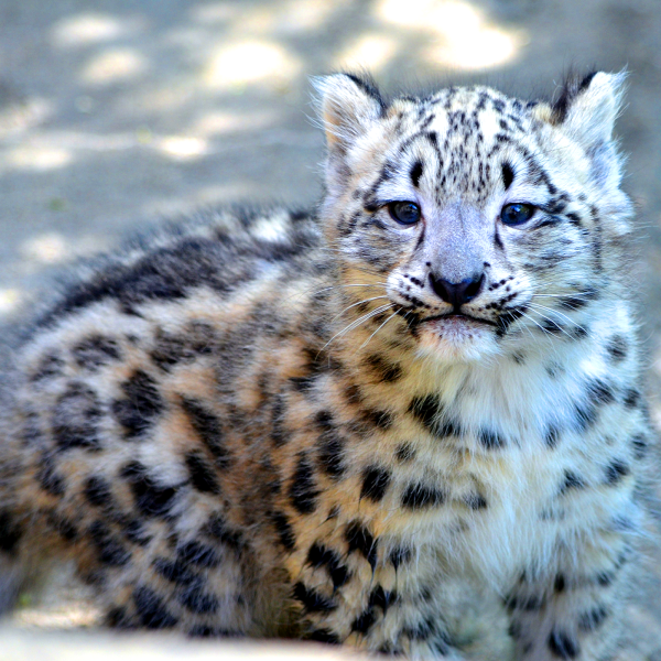 Snow leopard cub