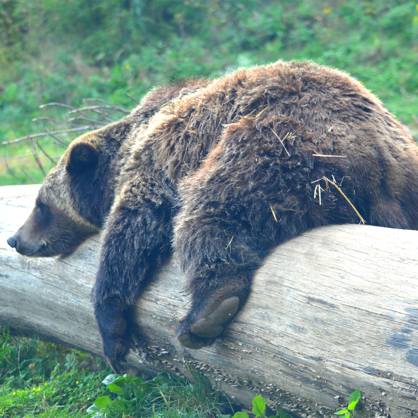 Grizzly bear sleeping on fallen tree