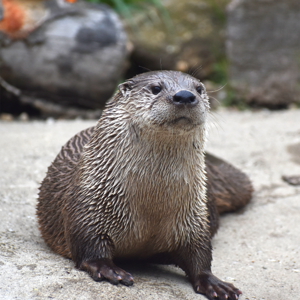 River otter