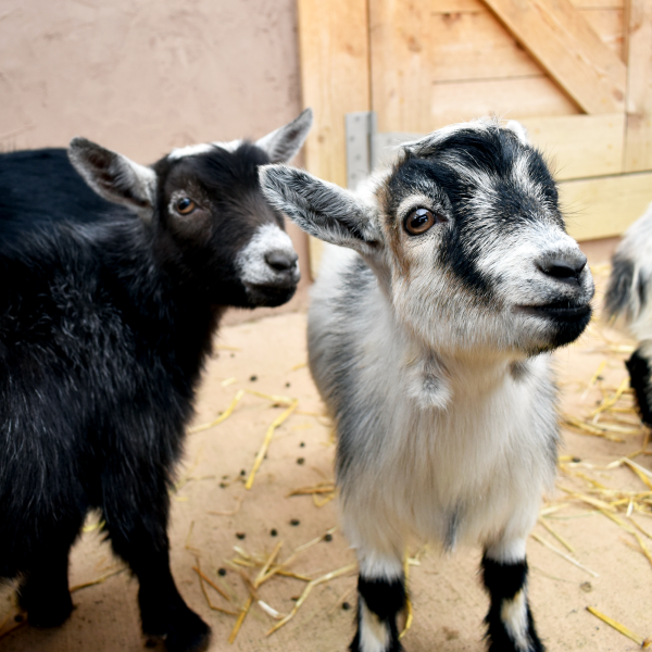 Pygmy goats