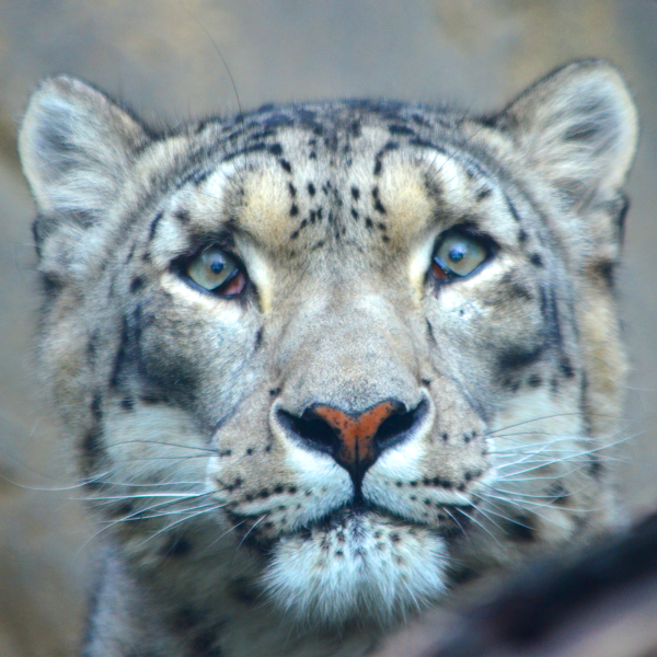 Snow leopard