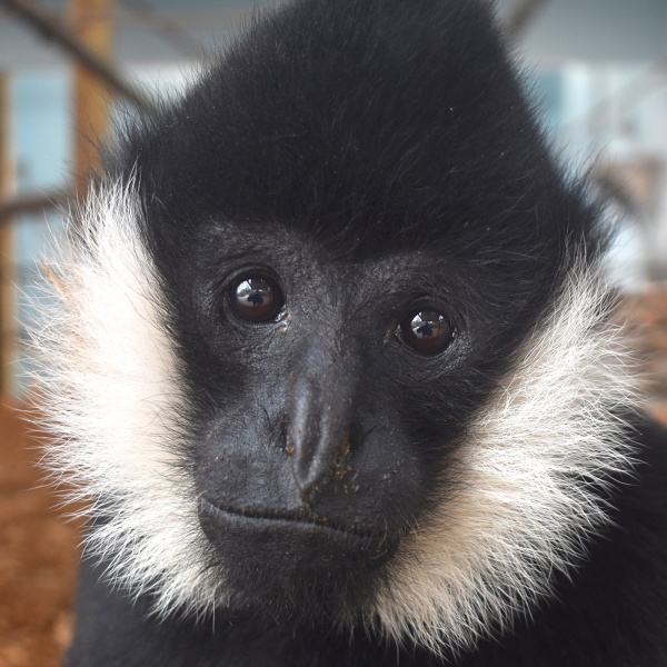 Male white-cheeked gibbon