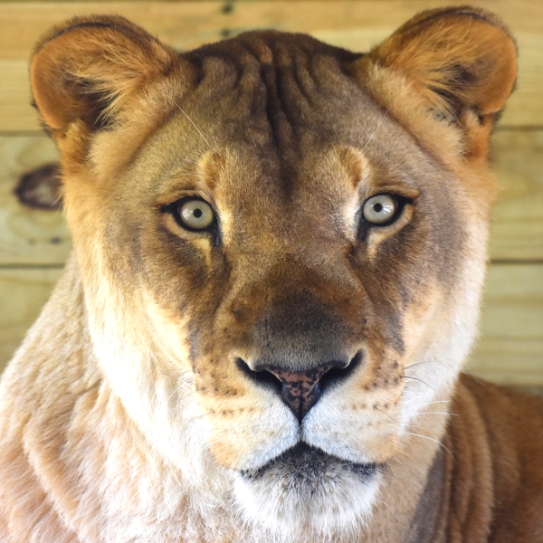 Female lion