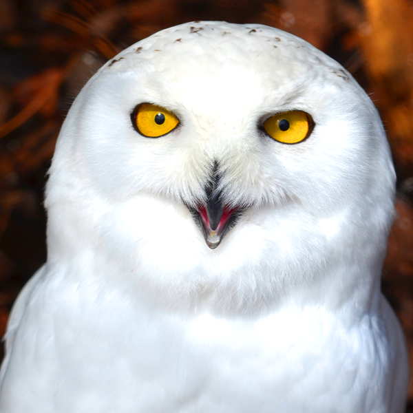 Male snowy owl