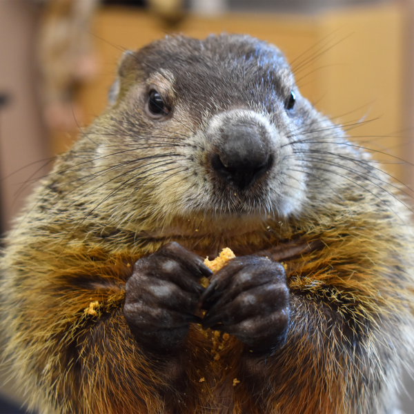 Groundhog eating biscuit