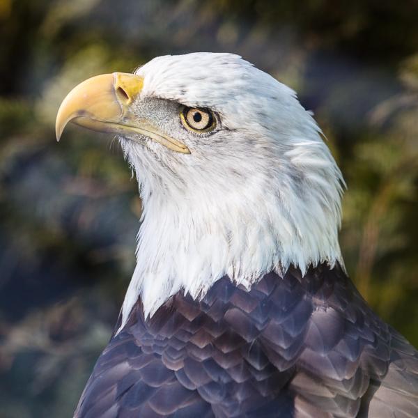 bald eagle
