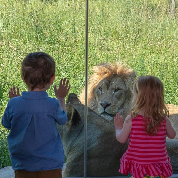Kids staring at a lion