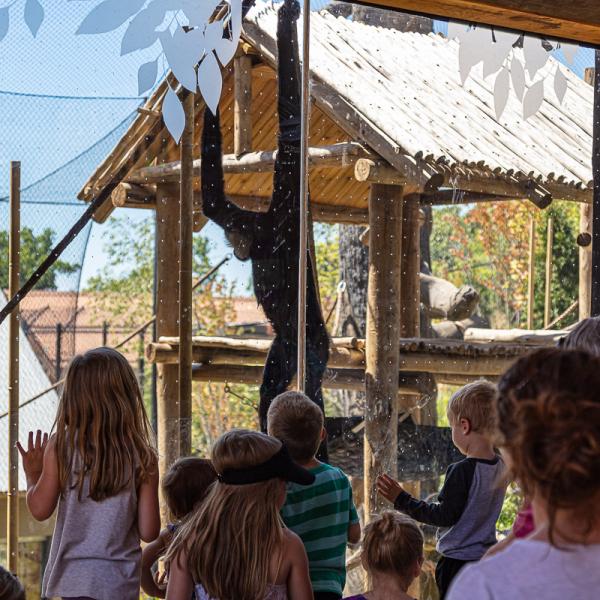Crowd watching gibbons