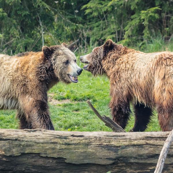 Grizzly bears playing