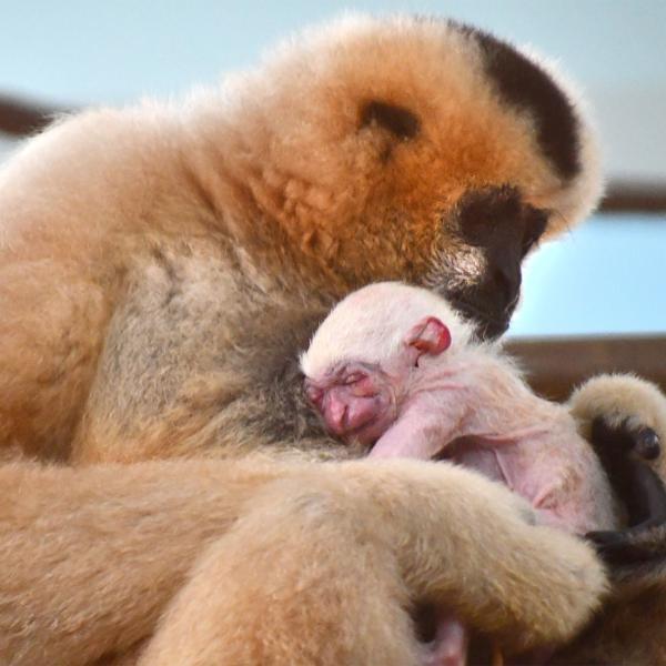 Parker and baby gibbon