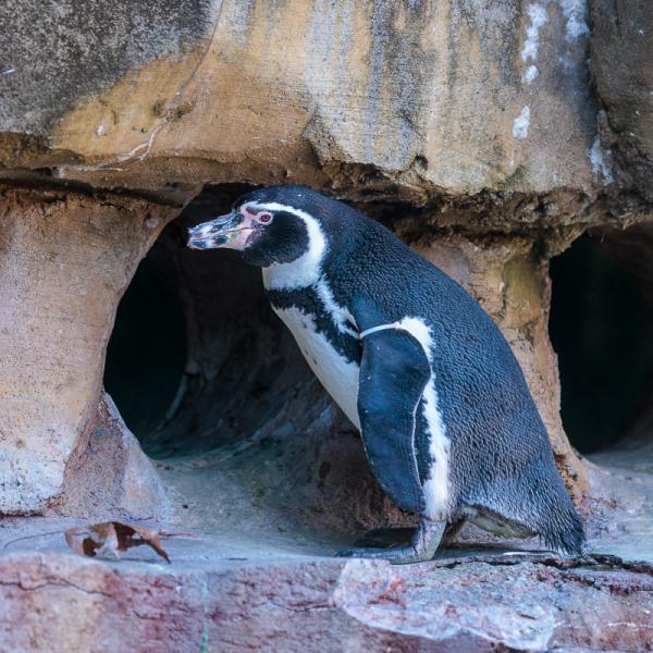 penguin