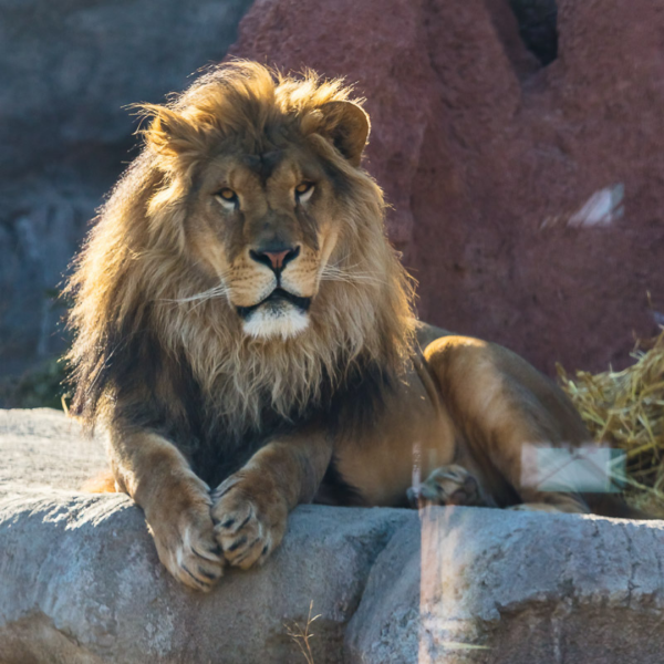 Donovan the lion