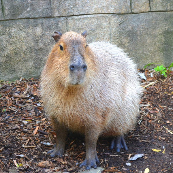 Capybara at Akron Zoo