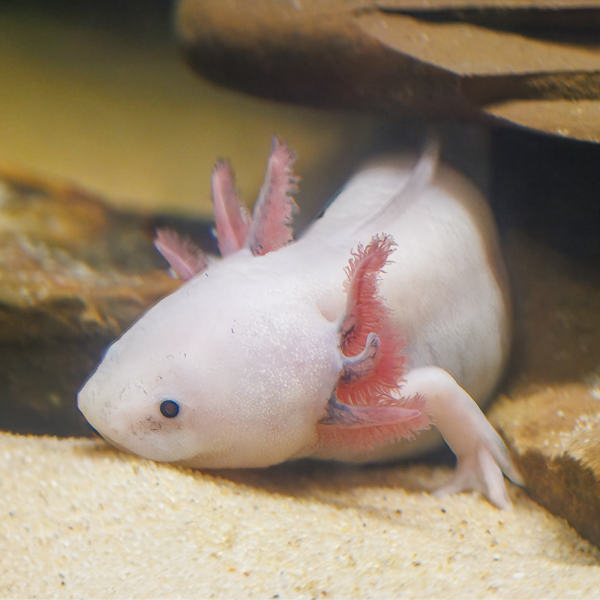 Axolotl