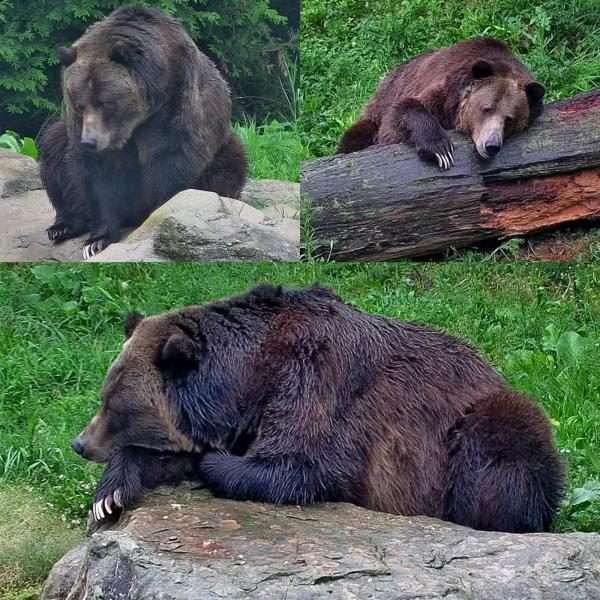 A collage of images from Zoolife