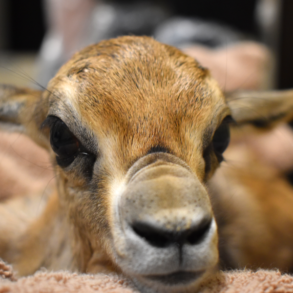 Speke's gazelle calf