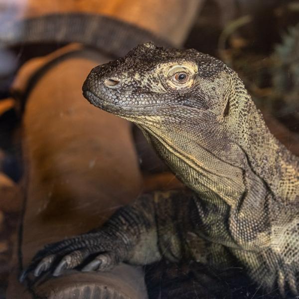 Komodo dragon at the Akron Zoo