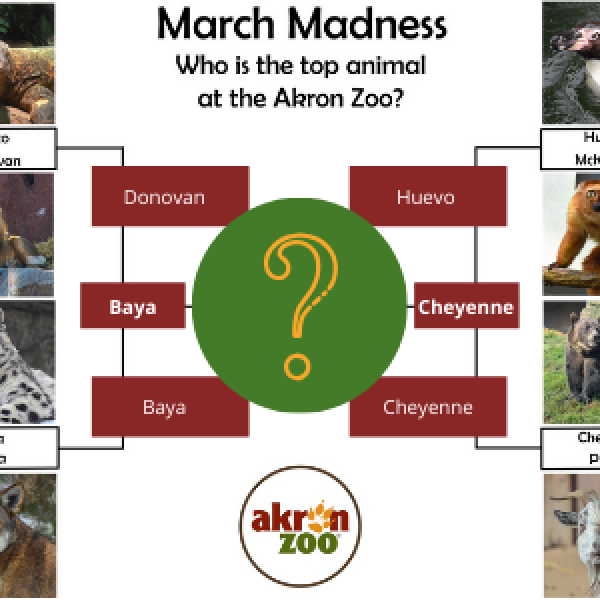 Akron Zoo Top Animal 2020 | Akron Zoo