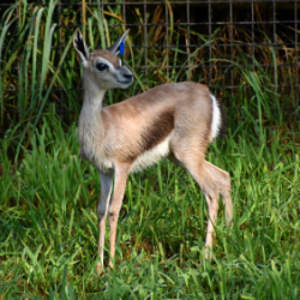 Gazelle Calf 