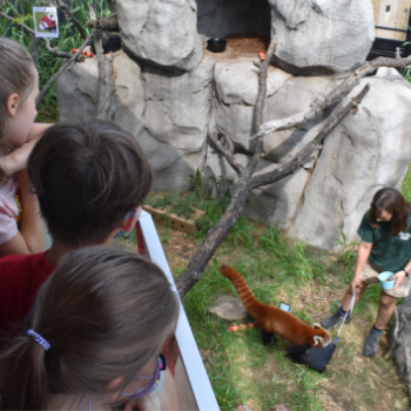 Red Panda Training