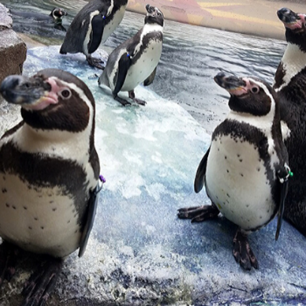 Penguins