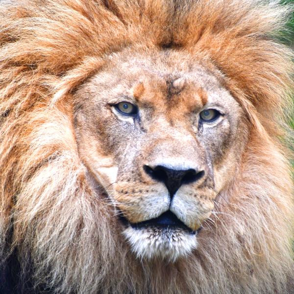 African lion Tamarr
