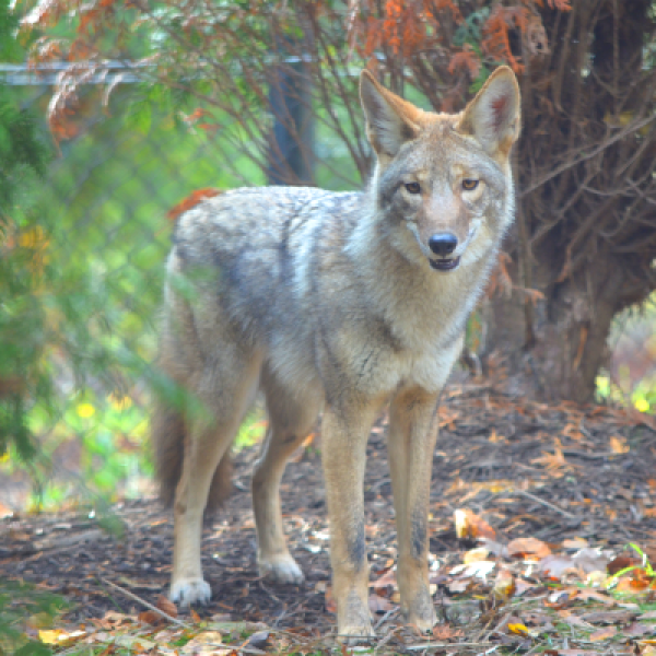 Shilah the coyote