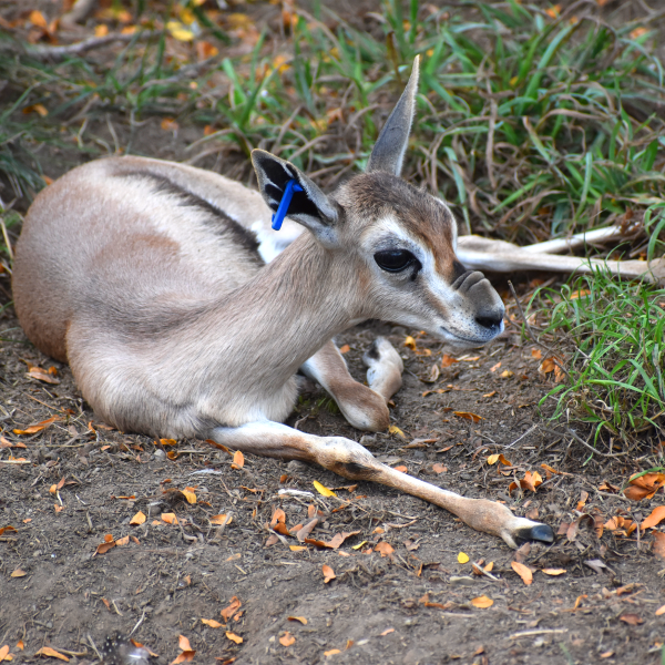 Speke's gazelle calf