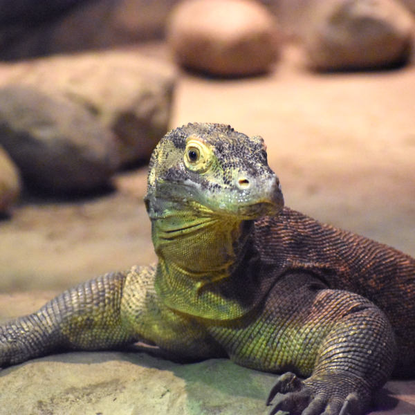 Komodo dragon