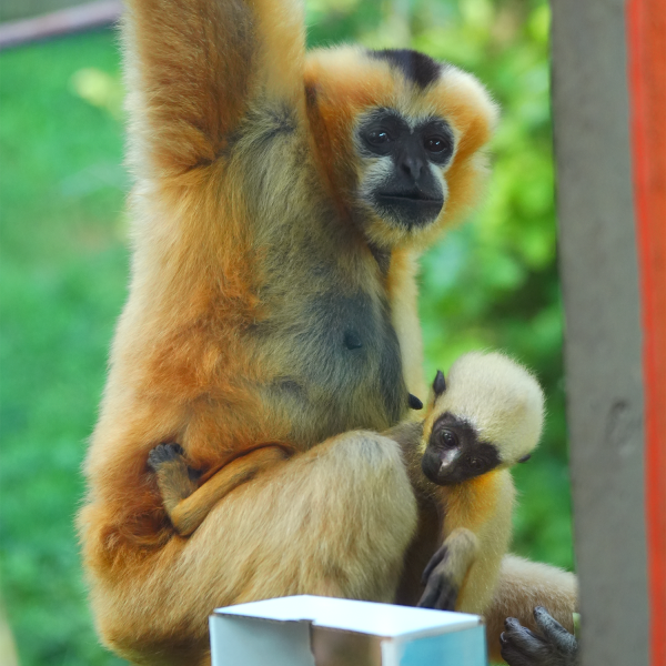 Gibbon baby holding on to mom