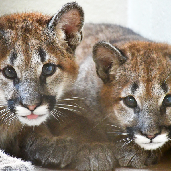 Mountain lion cubs looking at camera