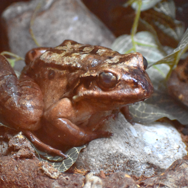 Mountain chicken frog