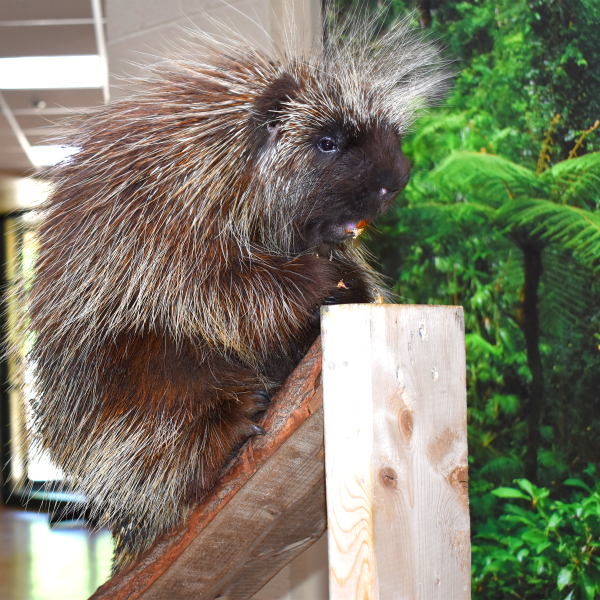 Porcupine sitting on wooden perch