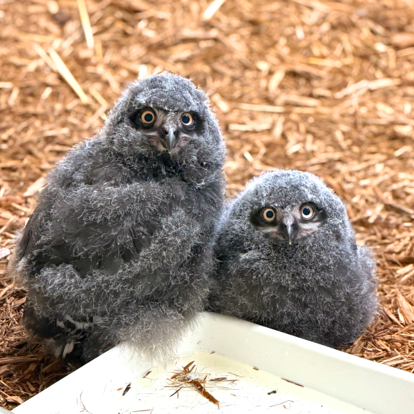 Two snowy owl chicks looking at camera