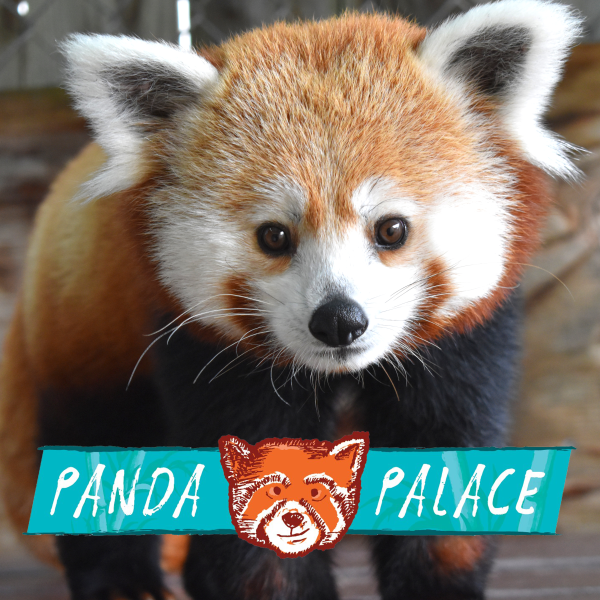 Red panda with Panda Palace logo