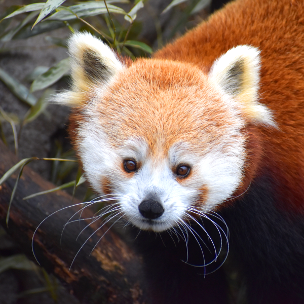 Red panda Penny