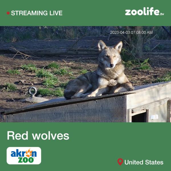 Screenshot of webcam with red wolf