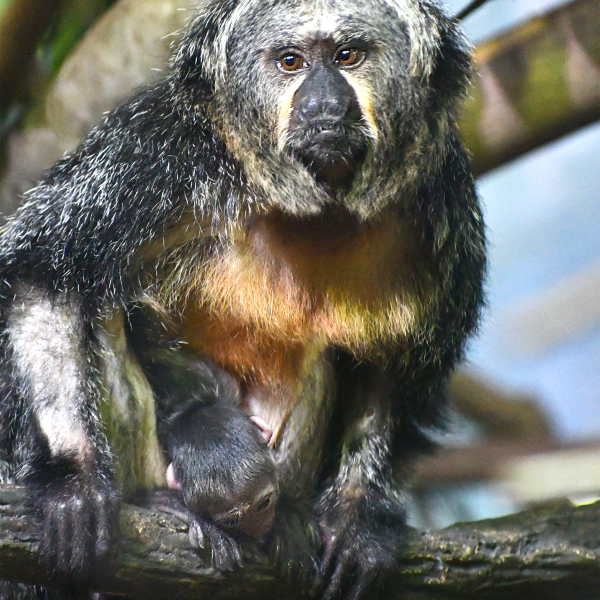 White-faced ski female with infant