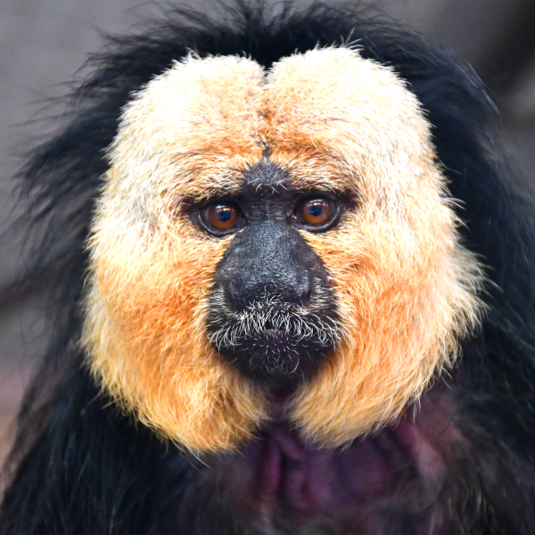 Male white-faced saki