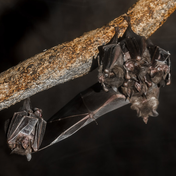 Seba's short-tailed bats hanging from a branch