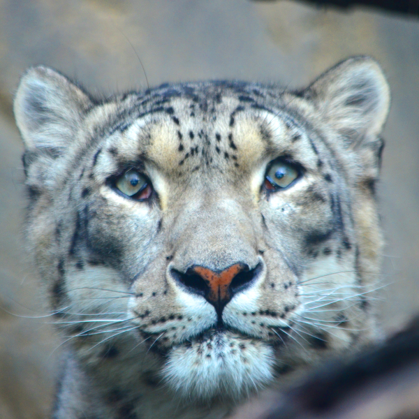 Snow leopard Tai Lung