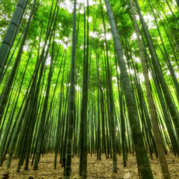 bamboo