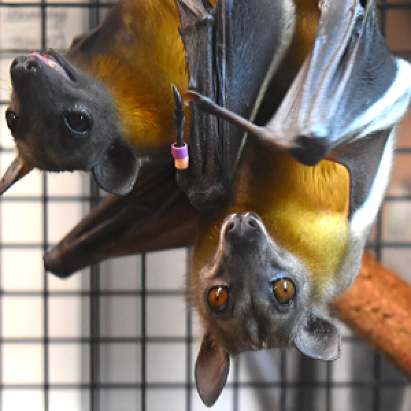 Bats