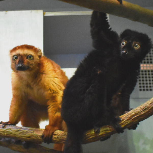 Blue-Eyed Black Lemurs