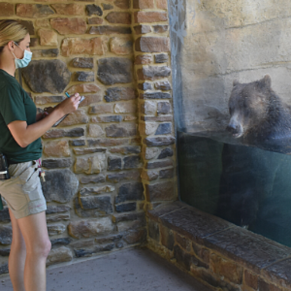 bear being observed